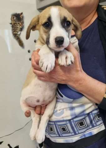 Caleb cucciolo maschio incrocio beagle