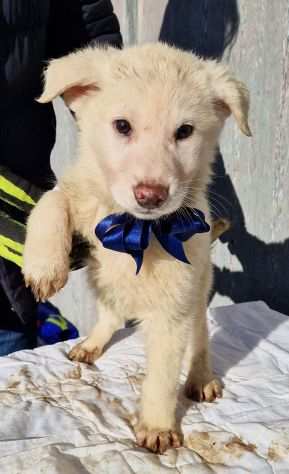 Camillo,in canile,attende adozione