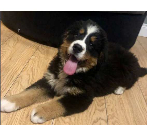 Cane Bovaro del Bernese con PEDIGREE