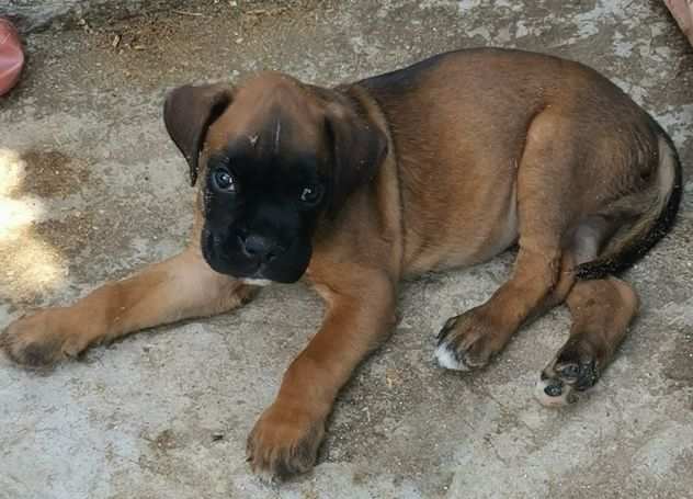 Cane boxer