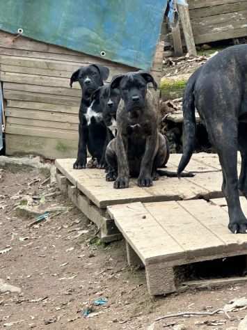 Cane corso