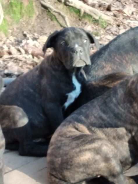 Cane corso