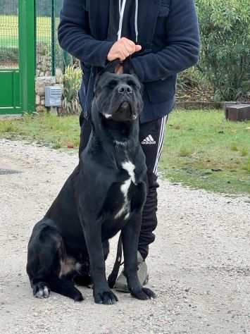 Cane corso cuccioli