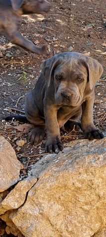 Cane corso cuccioli dal 1990