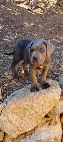 Cane corso cuccioli dal 1990