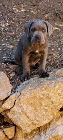 Cane corso cuccioli dal 1990