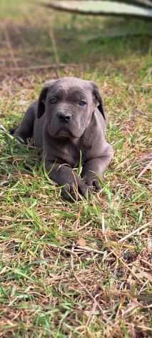 Cane corso cuccioli dal 1990