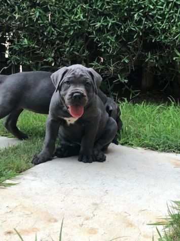 cane corso cuccioli di 2 mesi