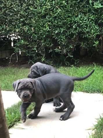 cane corso cuccioli neri e grigi maschi e femmine
