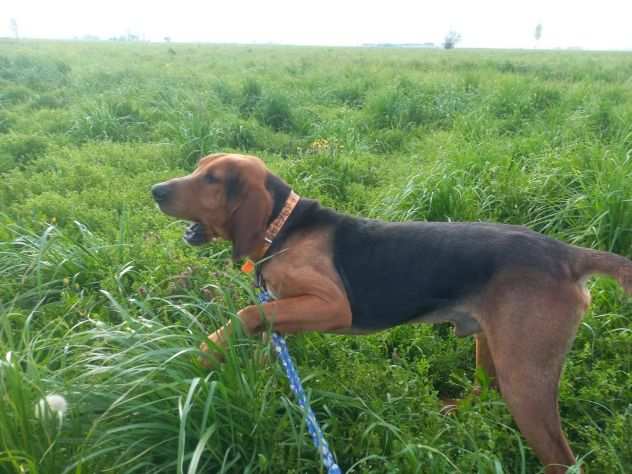 CANE DA CACCIA CEDO IN REGALO