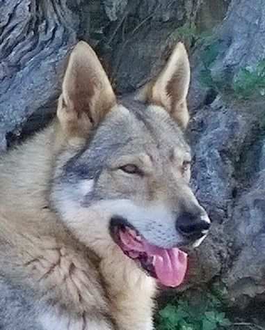 Cane da Lupo Cecoslovacco super cuccioli PEDIGREE