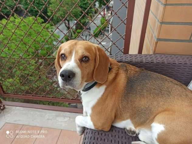 CANE IN ADOZIONE ACHILLE, tenero beagle.