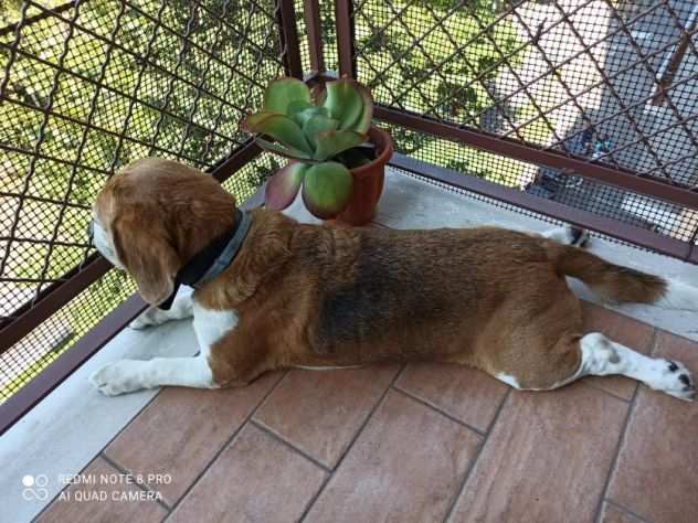 CANE IN ADOZIONE ACHILLE, tenero beagle.