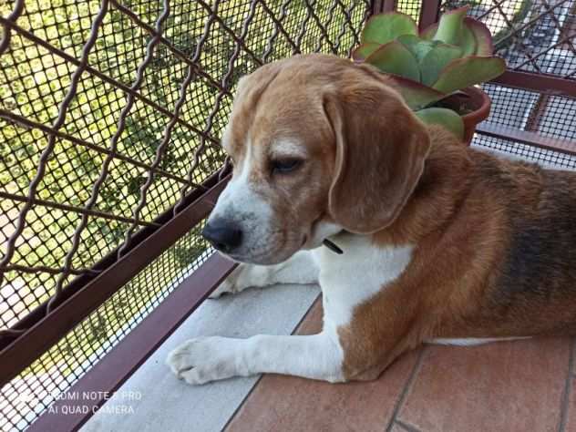 CANE IN ADOZIONE ACHILLE, tenero beagle.