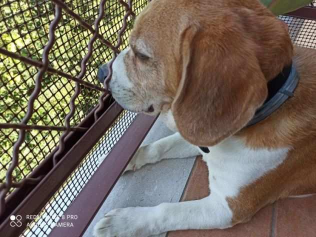 CANE IN ADOZIONE ACHILLE, tenero beagle.