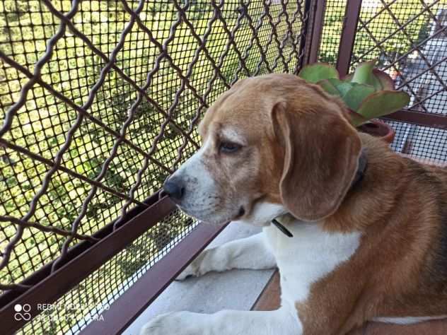 CANE IN ADOZIONE ACHILLE, tenero beagle.