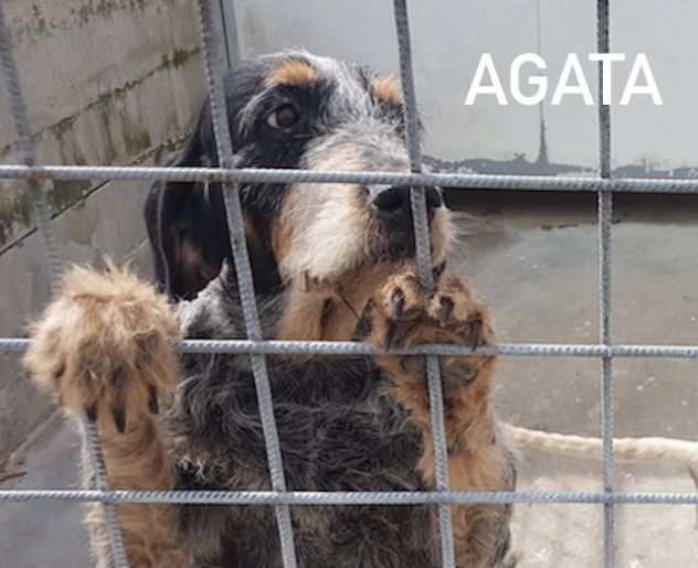 CANE IN ADOZIONE AGATA meravigliosa Griffon Bleu de Gascogne