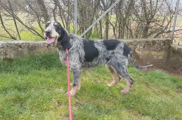 CANE IN ADOZIONE AGATA meravigliosa Griffon Bleu de Gascogne