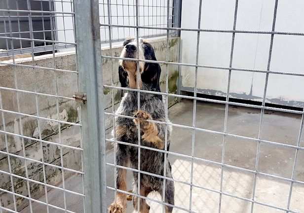 CANE IN ADOZIONE AGATA meravigliosa Griffon Bleu de Gascogne