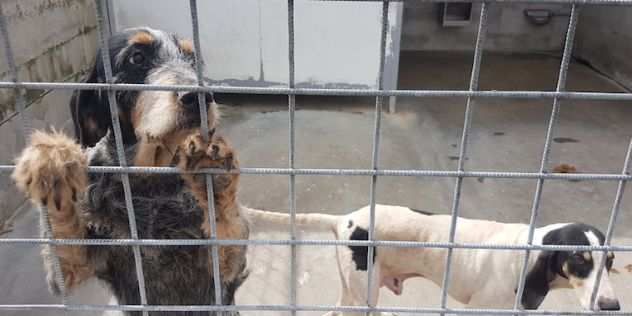 CANE IN ADOZIONE AGATA meravigliosa Griffon Bleu de Gascogne