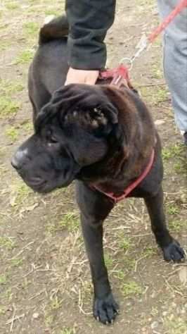 CANE IN ADOZIONE AGOR, splendido SHAR PEI