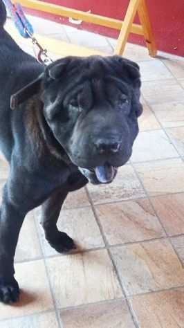 CANE IN ADOZIONE AGOR, splendido SHAR PEI