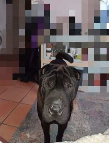 CANE IN ADOZIONE AGOR, splendido SHAR PEI