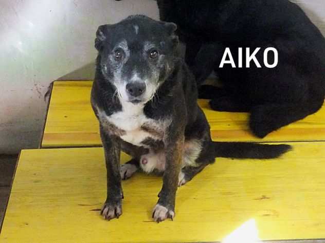 CANE IN ADOZIONE AIKO e la sua rassegnazione.