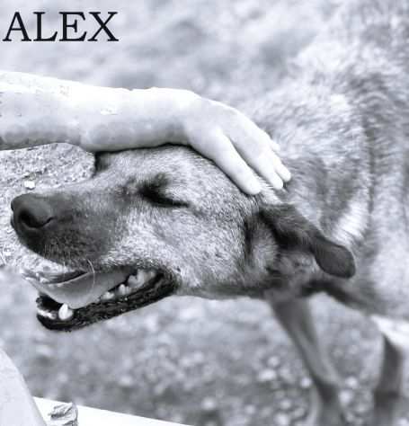 Cane in adozione - Alex taglia piccola