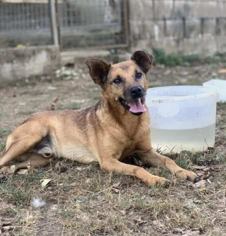 Cane in adozione - Alex taglia piccola