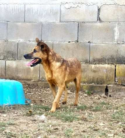 Cane in adozione - Alex taglia piccola