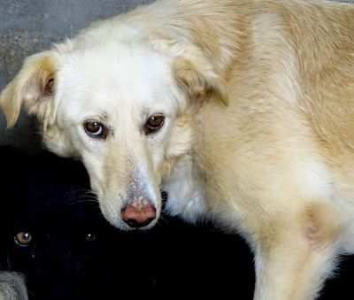 CANE IN ADOZIONE ANIA la speranza di essere notata