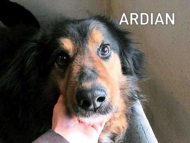 CANE IN ADOZIONE ARDIAN