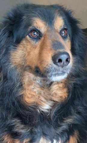 CANE IN ADOZIONE ARDIAN, simil bernese