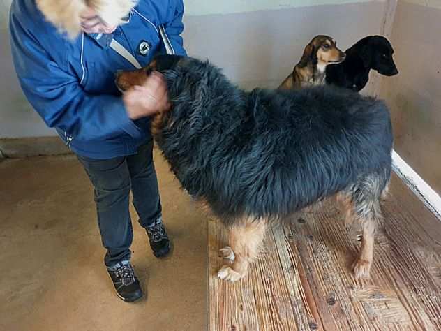 CANE IN ADOZIONE ARDIAN, simil bernese