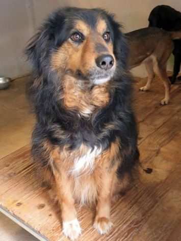 CANE IN ADOZIONE ARDIAN, simil bernese