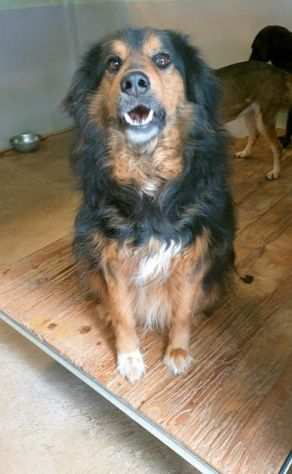 CANE IN ADOZIONE ARDIAN, simil bernese