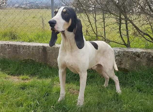 CANE IN ADOZIONE BACCO il giovane segugio drsquoAriegeois