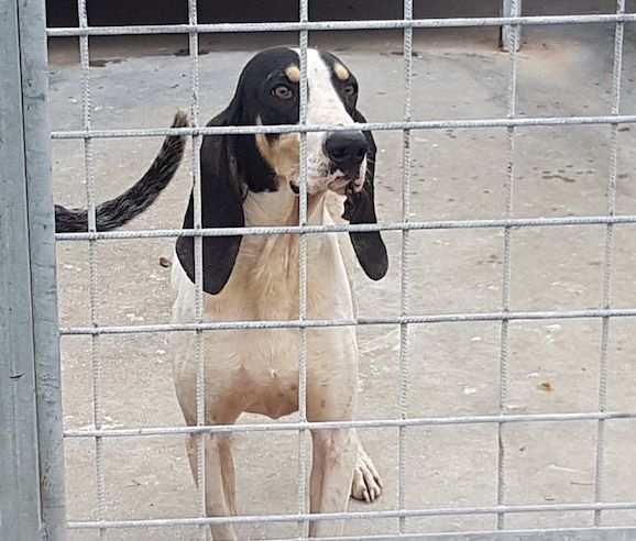 CANE IN ADOZIONE BACCO il giovane segugio drsquoAriegeois