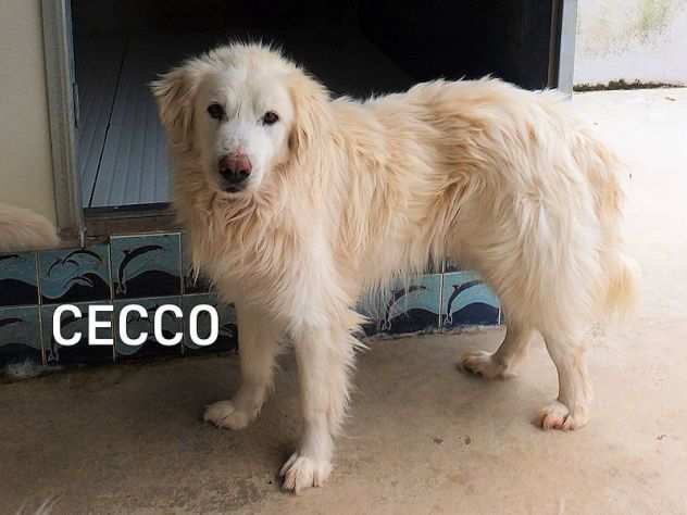 CANE IN ADOZIONE CECCO