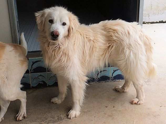 CANE IN ADOZIONE CECCO