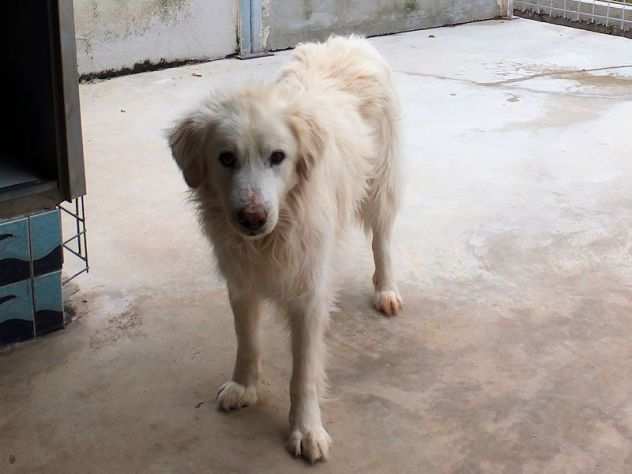 CANE IN ADOZIONE CECCO