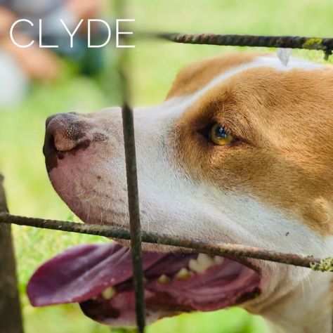 CANE IN ADOZIONE CLYDE