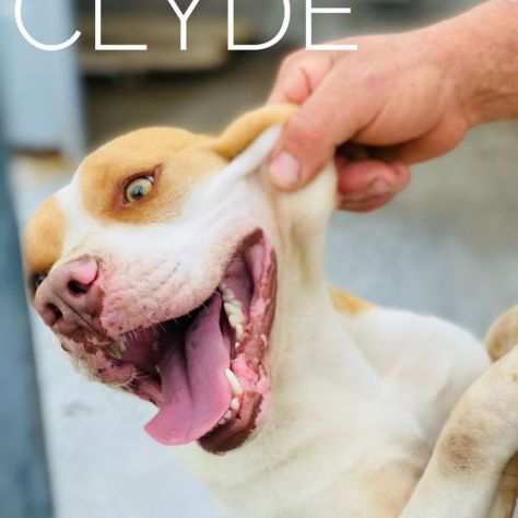 CANE IN ADOZIONE CLYDE