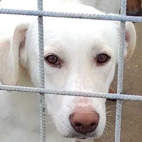 CANE IN ADOZIONE COLETTE, giovane cagnolina, taglia media.