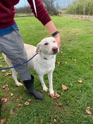 CANE IN ADOZIONE COLETTE, giovane cagnolina, taglia media.