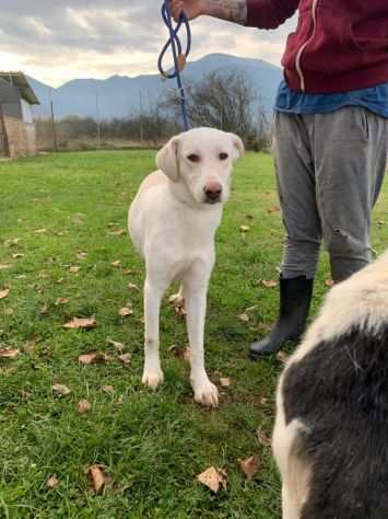 CANE IN ADOZIONE COLETTE, giovane cagnolina, taglia media.