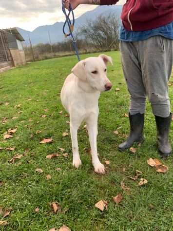 CANE IN ADOZIONE COLETTE, giovane cagnolina, taglia media.