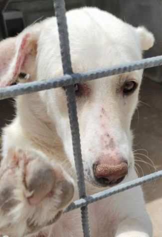 CANE IN ADOZIONE COLETTE, simil labrador.