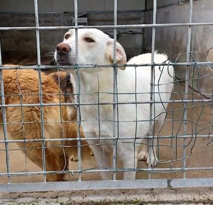 CANE IN ADOZIONE COLETTE, simil labrador.